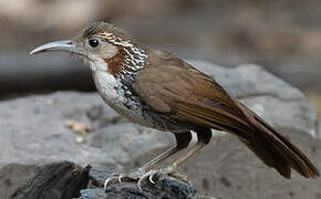 Large Scimitar Babbler