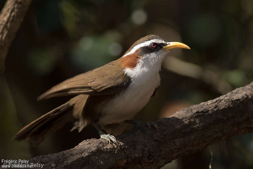 White-browed Scimitar Babbleradult, identification