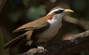 White-browed Scimitar Babbler