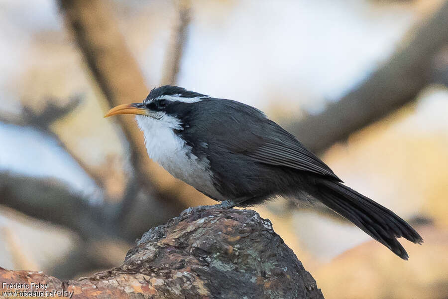 Indian Scimitar Babbler