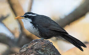 Indian Scimitar Babbler