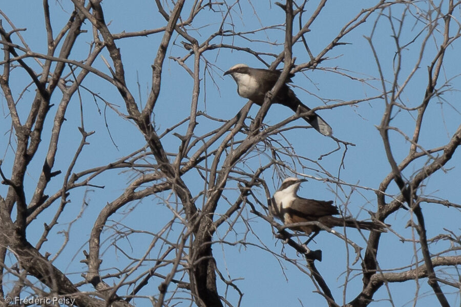 Grey-crowned Babbler