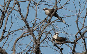 Grey-crowned Babbler