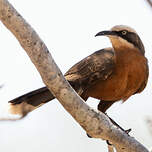 Pomatostome à calotte grise