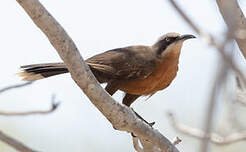 Pomatostome à calotte grise