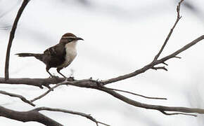 Chestnut-crowned Babbler