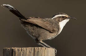 White-browed Babbler