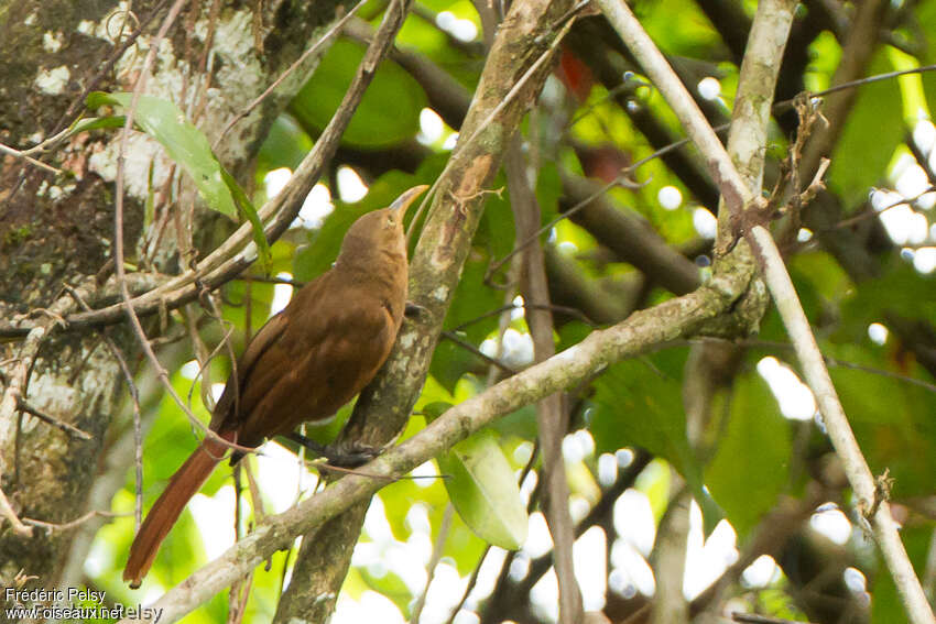 Papuan Babbleradult