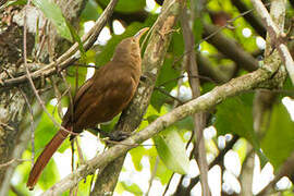 Papuan Babbler