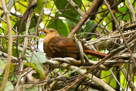 Papuan Babbler