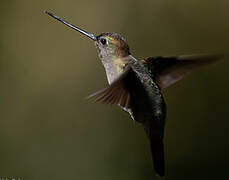 Green-fronted Lancebill