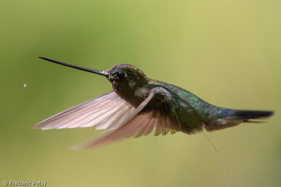 Green-fronted Lancebill, Flight