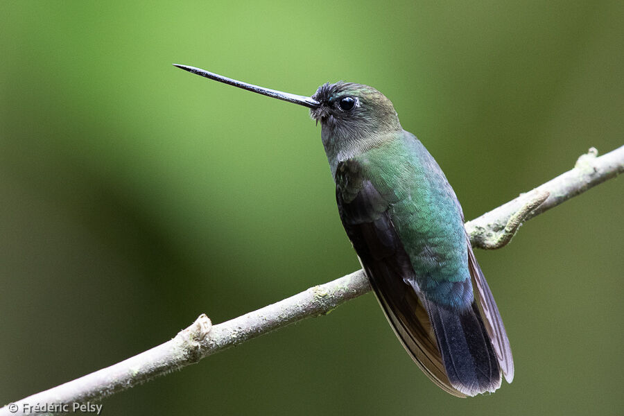 Green-fronted Lancebill