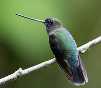 Green-fronted Lancebill