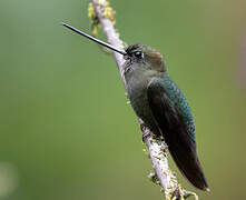 Green-fronted Lancebill