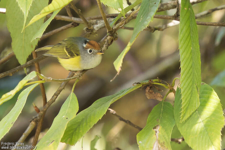 Chestnut-crowned Warbleradult