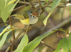 Chestnut-crowned Warbler