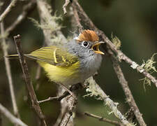 Chestnut-crowned Warbler