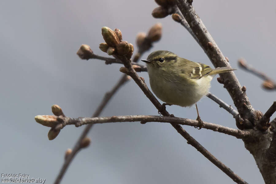 Lemon-rumped Warbleradult