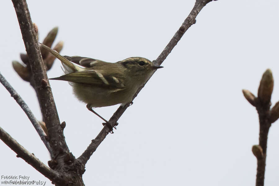 Lemon-rumped Warbleradult