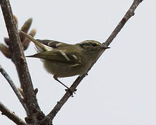 Lemon-rumped Warbler