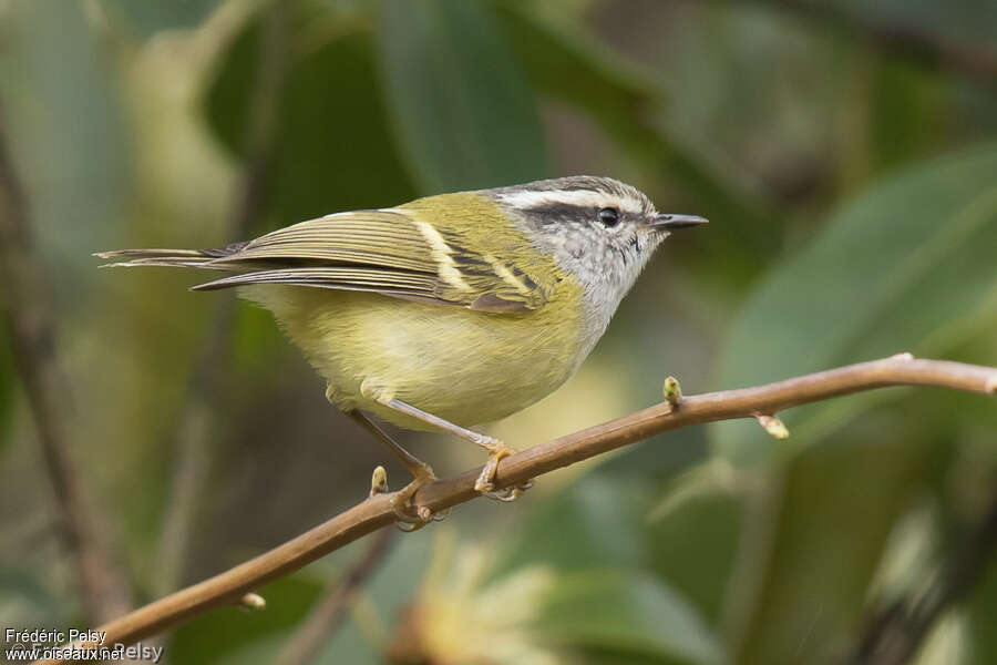 Ashy-throated Warbleradult, identification