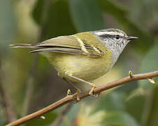 Ashy-throated Warbler