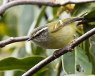 Pouillot à face grise