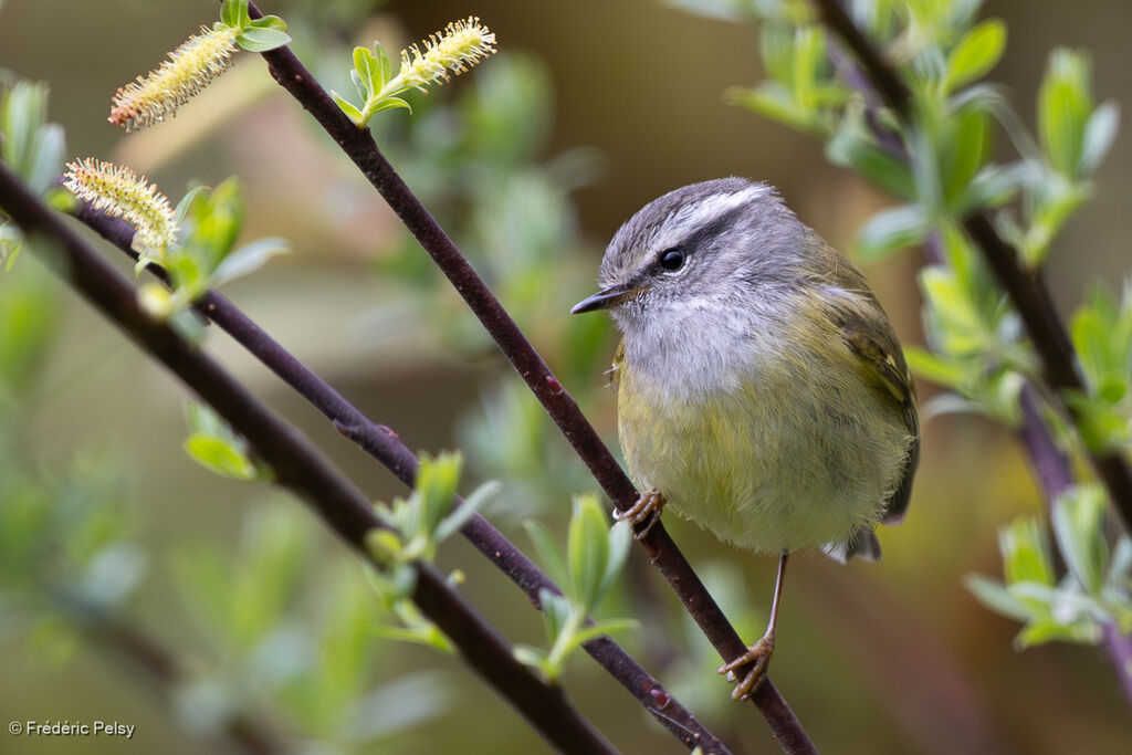 Pouillot à face grise