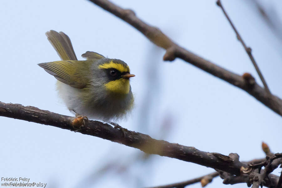 Black-faced Warbleradult, close-up portrait