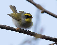 Black-faced Warbler