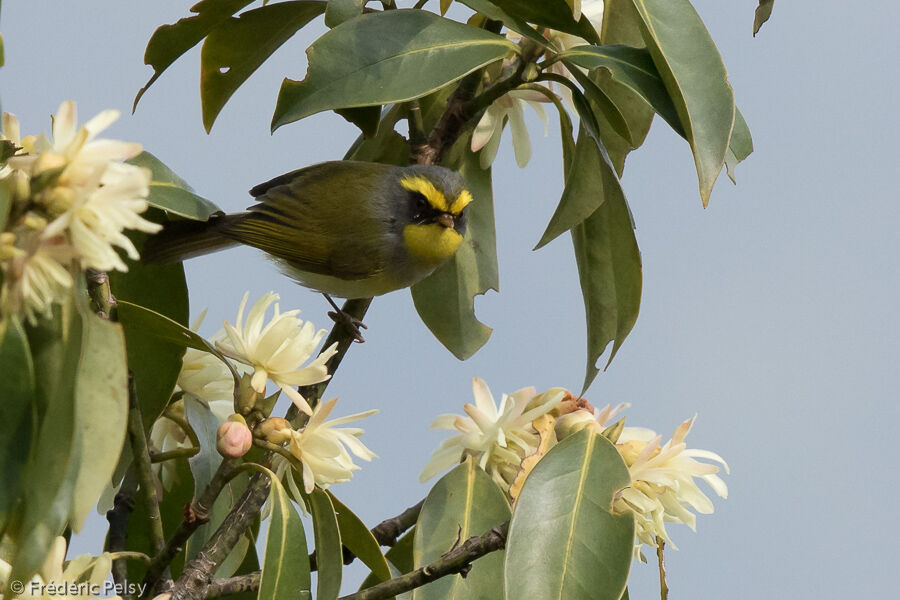 Black-faced Warbleradult, close-up portrait