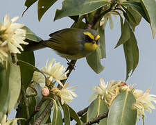 Black-faced Warbler