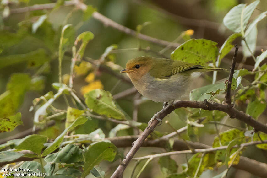 Red-faced Woodland Warbleradult, identification