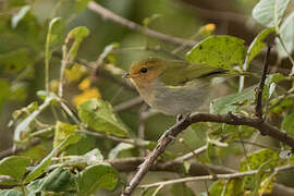 Red-faced Woodland Warbler