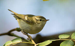 Yellow-browed Warbler