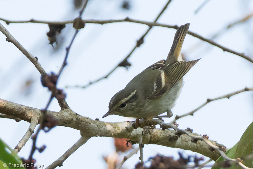 Yellow-browed Warbler