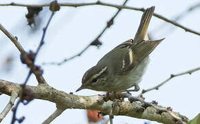 Yellow-browed Warbler