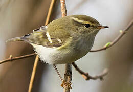 Yellow-browed Warbler