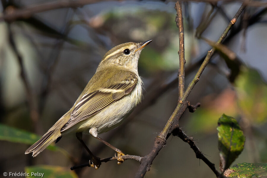 Yellow-browed Warbler