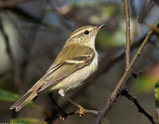 Yellow-browed Warbler