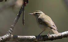 Pouillot à gros bec