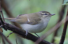 Pouillot à gros bec