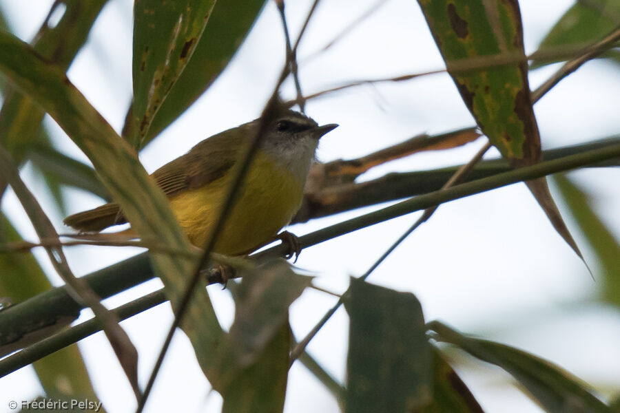 Yellow-bellied Warbleradult