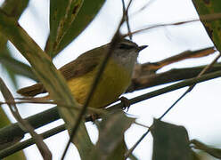 Yellow-bellied Warbler