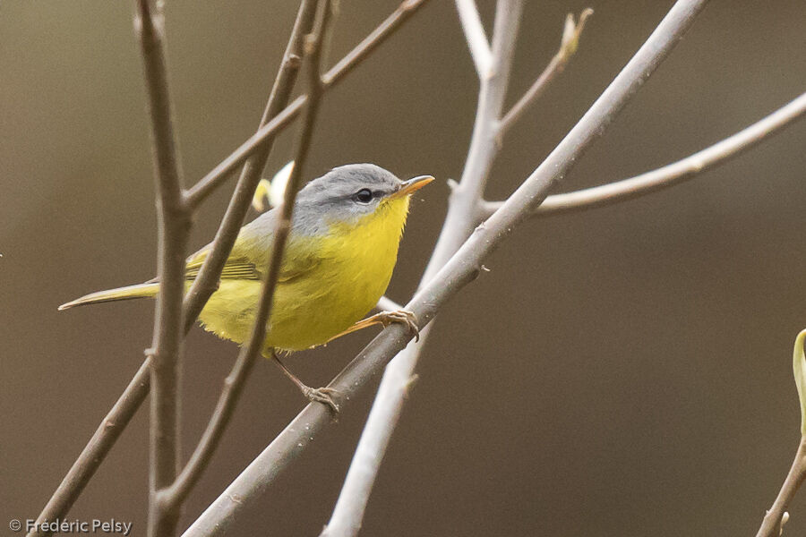 Grey-hooded Warbler