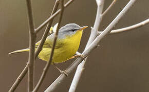 Grey-hooded Warbler