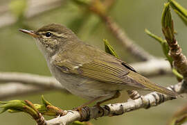 Arctic Warbler