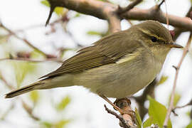 Arctic Warbler