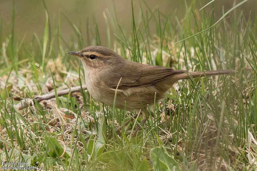 Pouillot brunadulte, identification